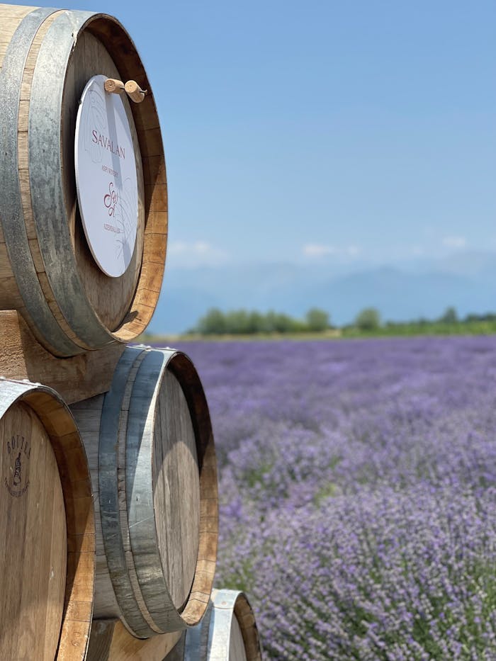 Wooden barrels beside lush lavender fields with a mountain backdrop.